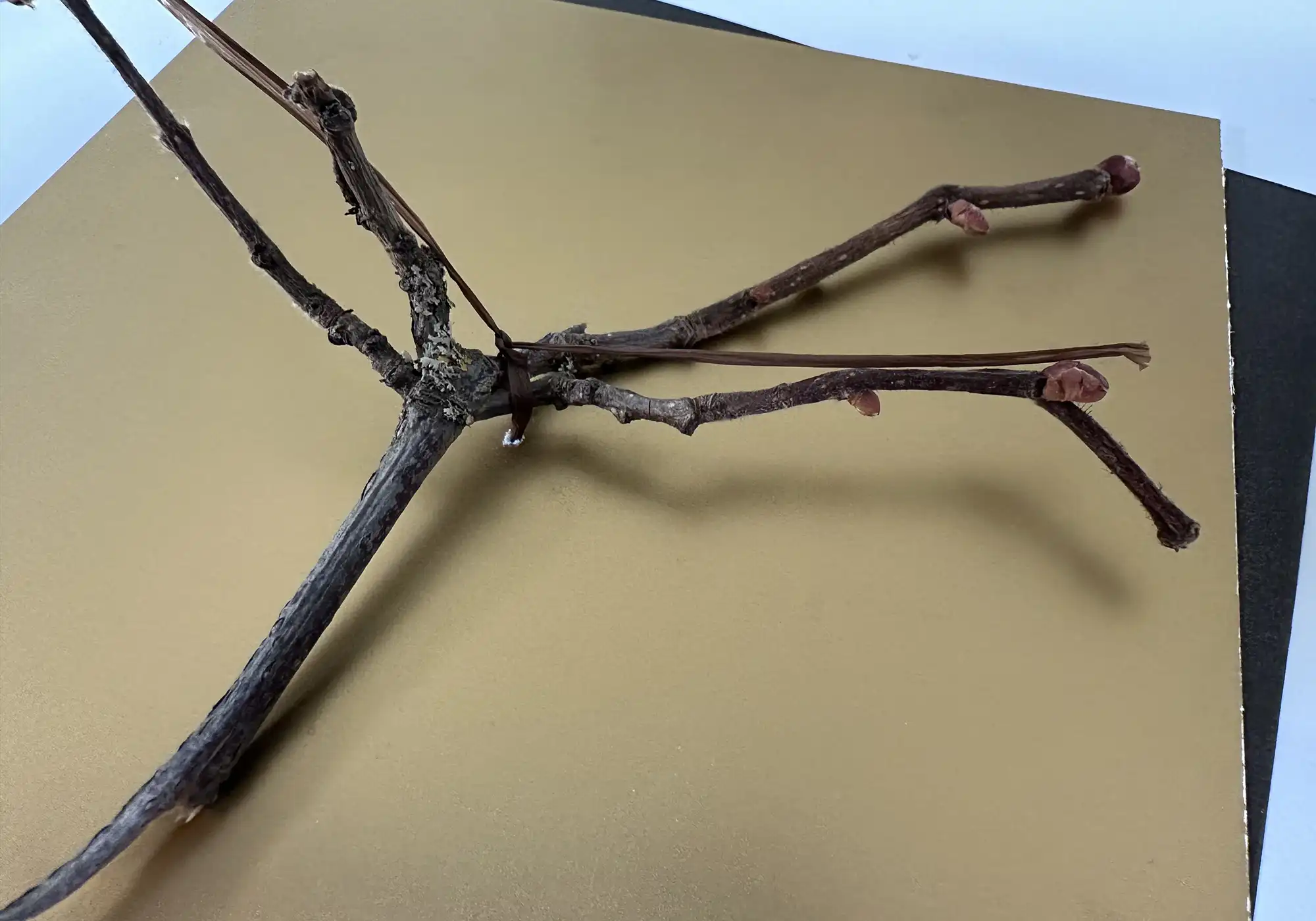 Ausschnitt aus einer Weihnachtskartenserie für Unternehmen als Beispiel für langfristig gedachte geschäftliche Weihnachtsgrüße mal anders, die die Natur auf die Karte holt